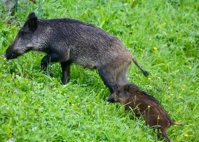 Apartment Caserio Ea