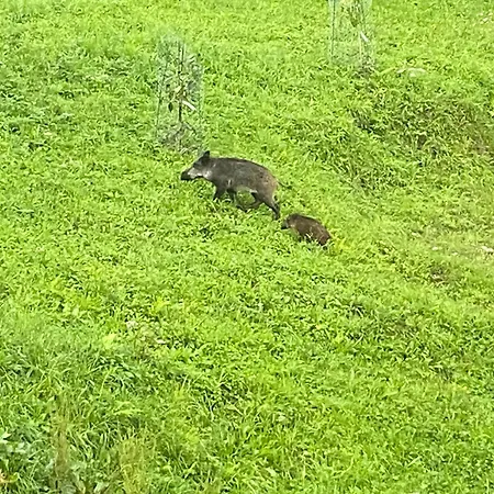 Caserio Ea Lägenhet *