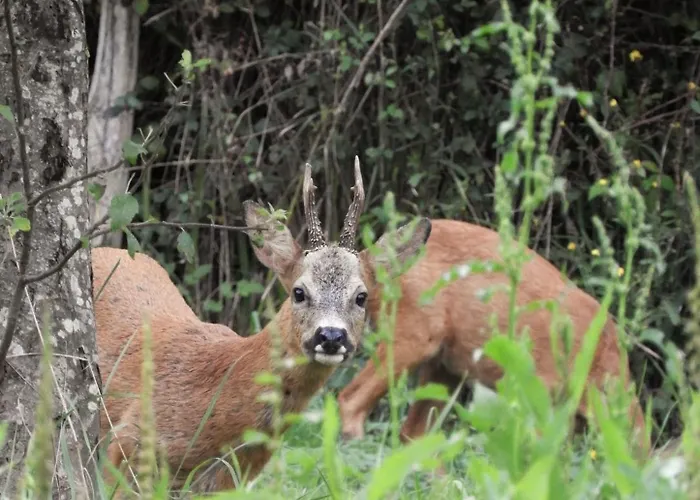 Lägenhet Caserio Ea *